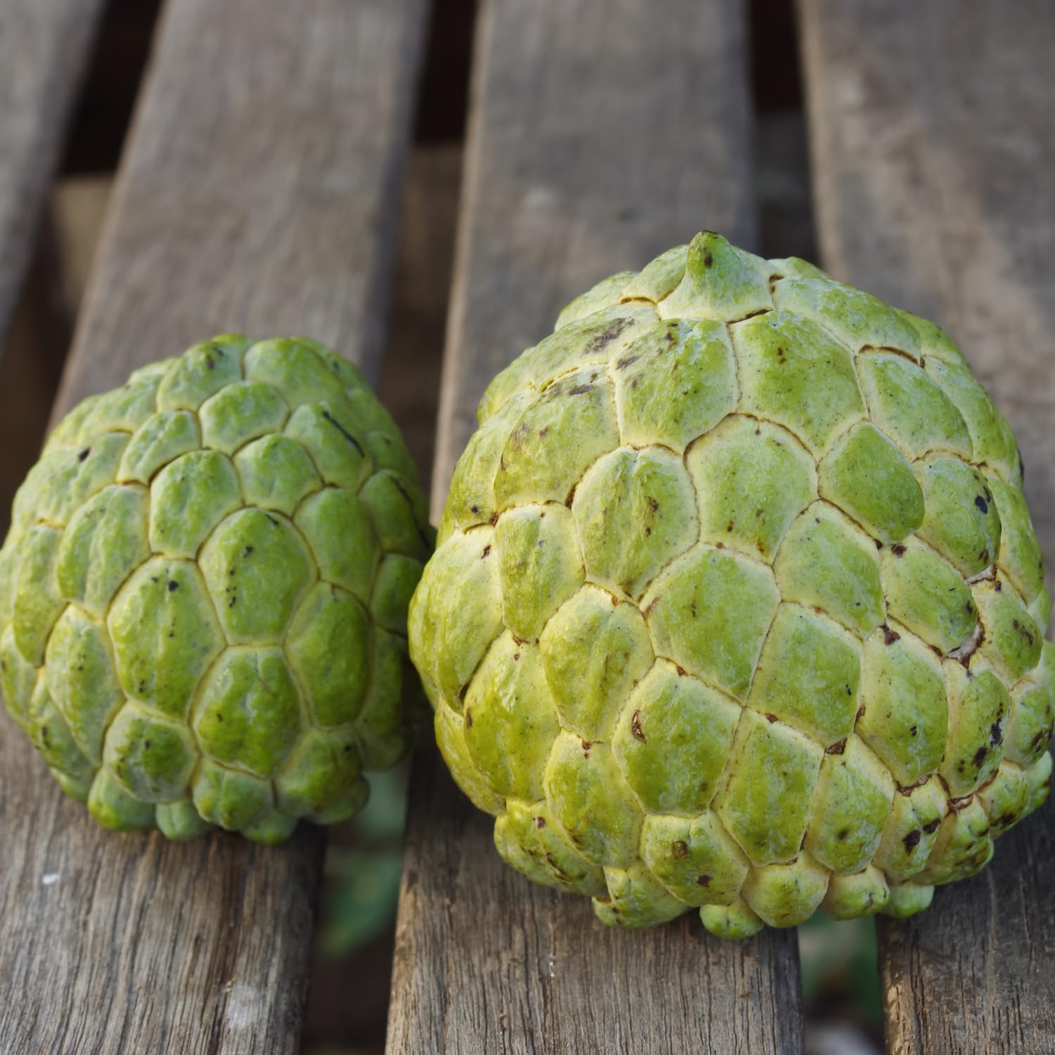 Creamy Sugar Apple Tree Live Plant in Gal Pot, Annona Squamosa Fruit Tree Outdoor Planting 24-30'' Tall, No Ship CA