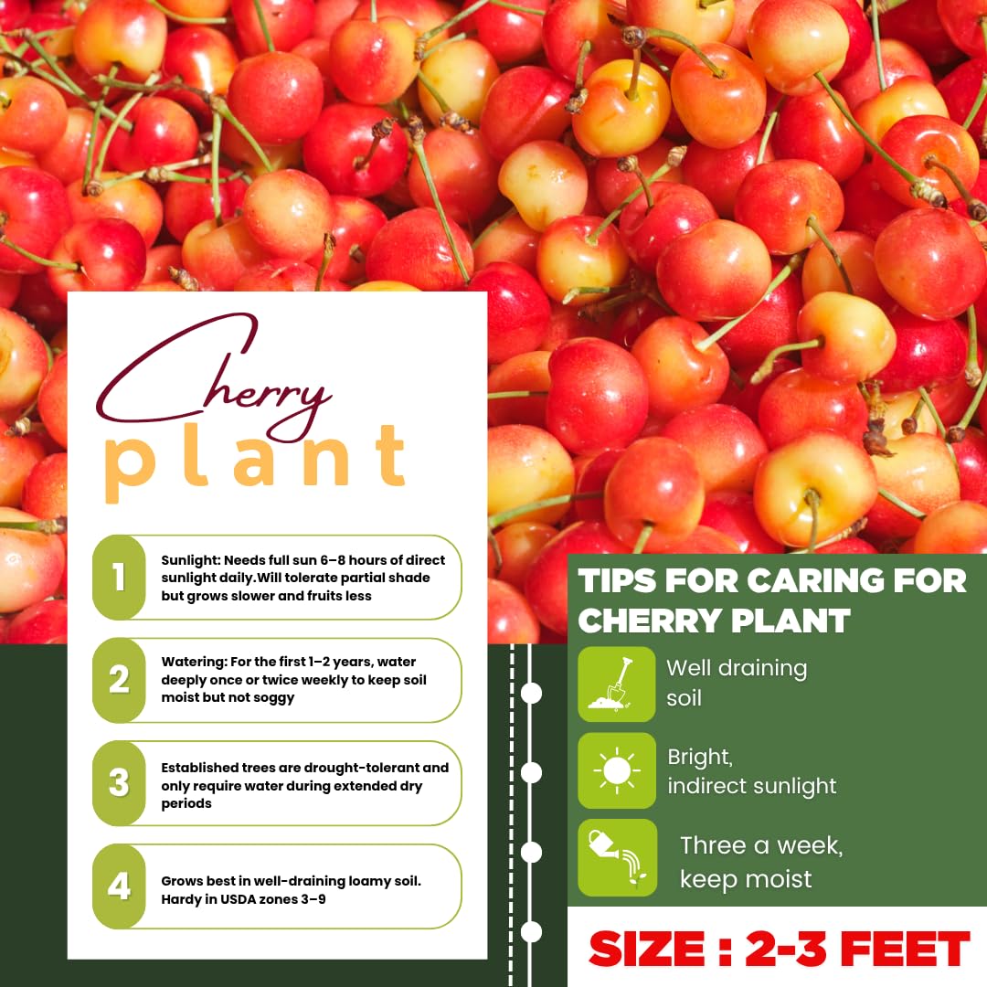 Cherry Trees Live Plants, Cold Hardy and Sweet Cherry Tree in 3 Gallon Pot, 2 to 3 Feet Tall, Cherries Fruit Plant for Outdoor Garden, No Ship to CA (Rainier)