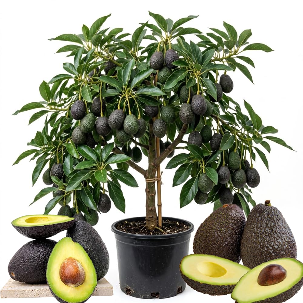 HASS Avocado Live Plant, Cold Hardy Avocado Tree 1-2 Feet in 3 Gallon Pot, Tropical Fruit for Outdoor Growing, No Ship to CA