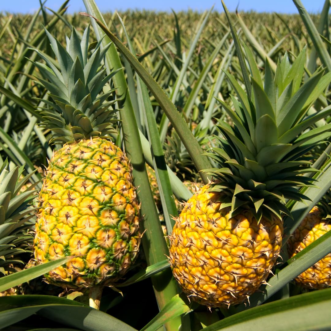 Set 2 Pineapple Plants Live, Sweet Pineapple Shrubs, Tropical Fruit, 4 to 8 Inch Tall for Planting Outdoor (Elite Gold)