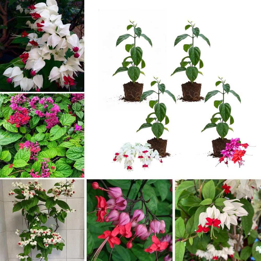 4 Assorted Bleeding Heart Live Plants 4-6 Inch Tall, Perennial Shade Flowers, Bleeding Heart Flowering Vines for Planting Outdoor