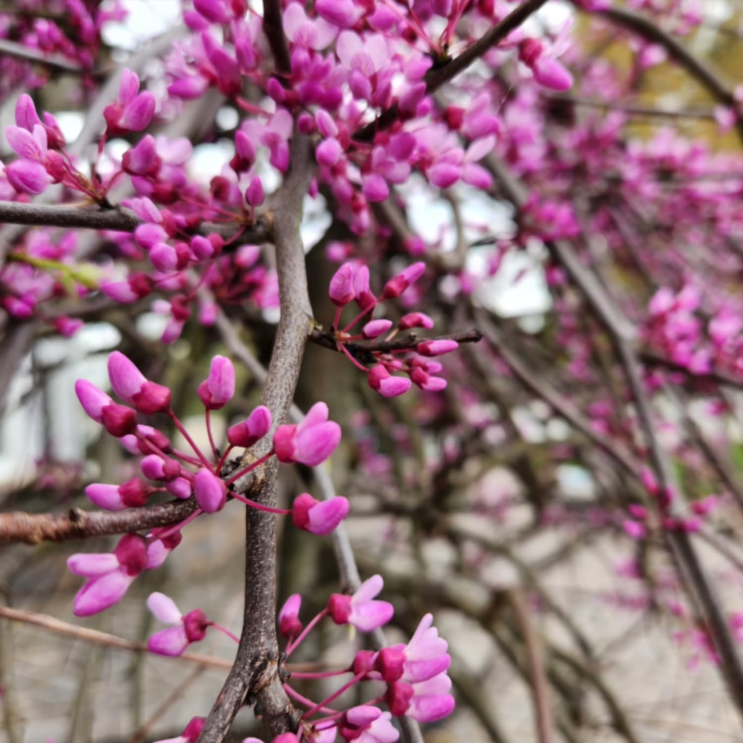 Eastern Redbud Tree Plant Live, Pink Purple Redbud Plant 1-2 Feet Tall, Hardy Ornamental Flowering Tree for Outdoor Landscape