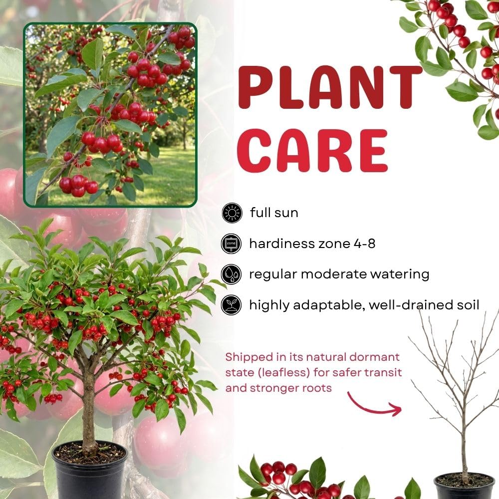 Red Crabapple Tree Live Plant, 6-10" Tall
