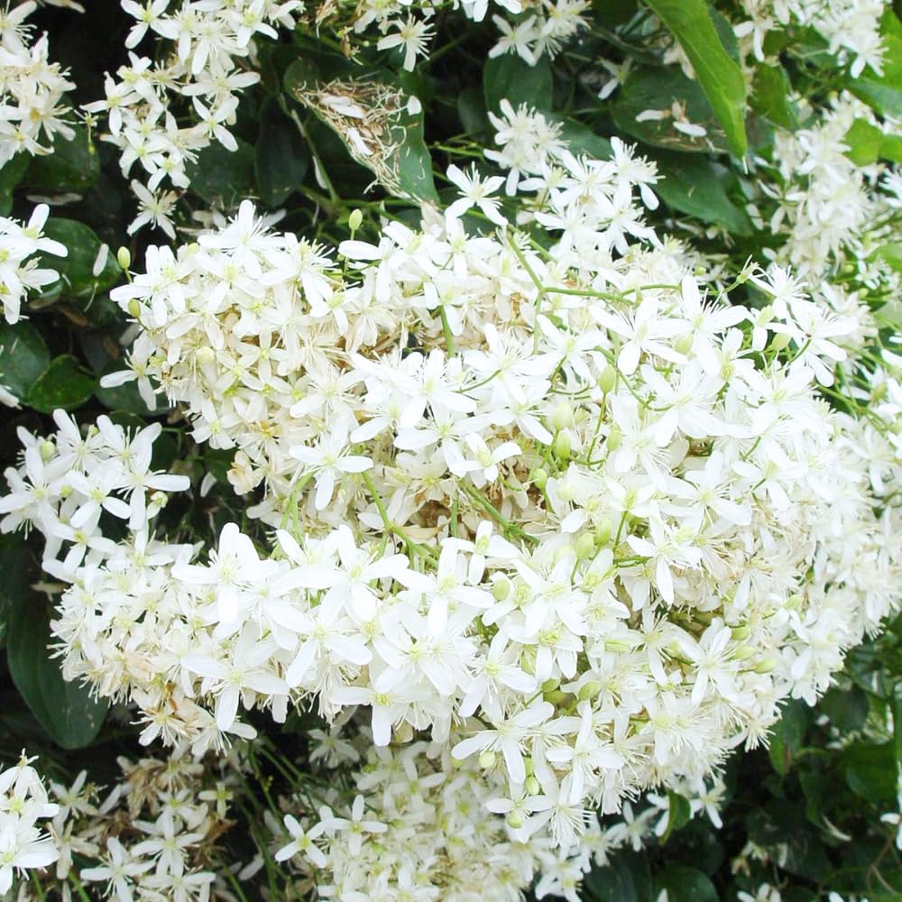 Pack 3 Sweet Autumn Clematis Live Plants, Well-Rooted 4” Pots Clematis Vines, Fragrant White Flowering Climber for Trellises and Landscapes