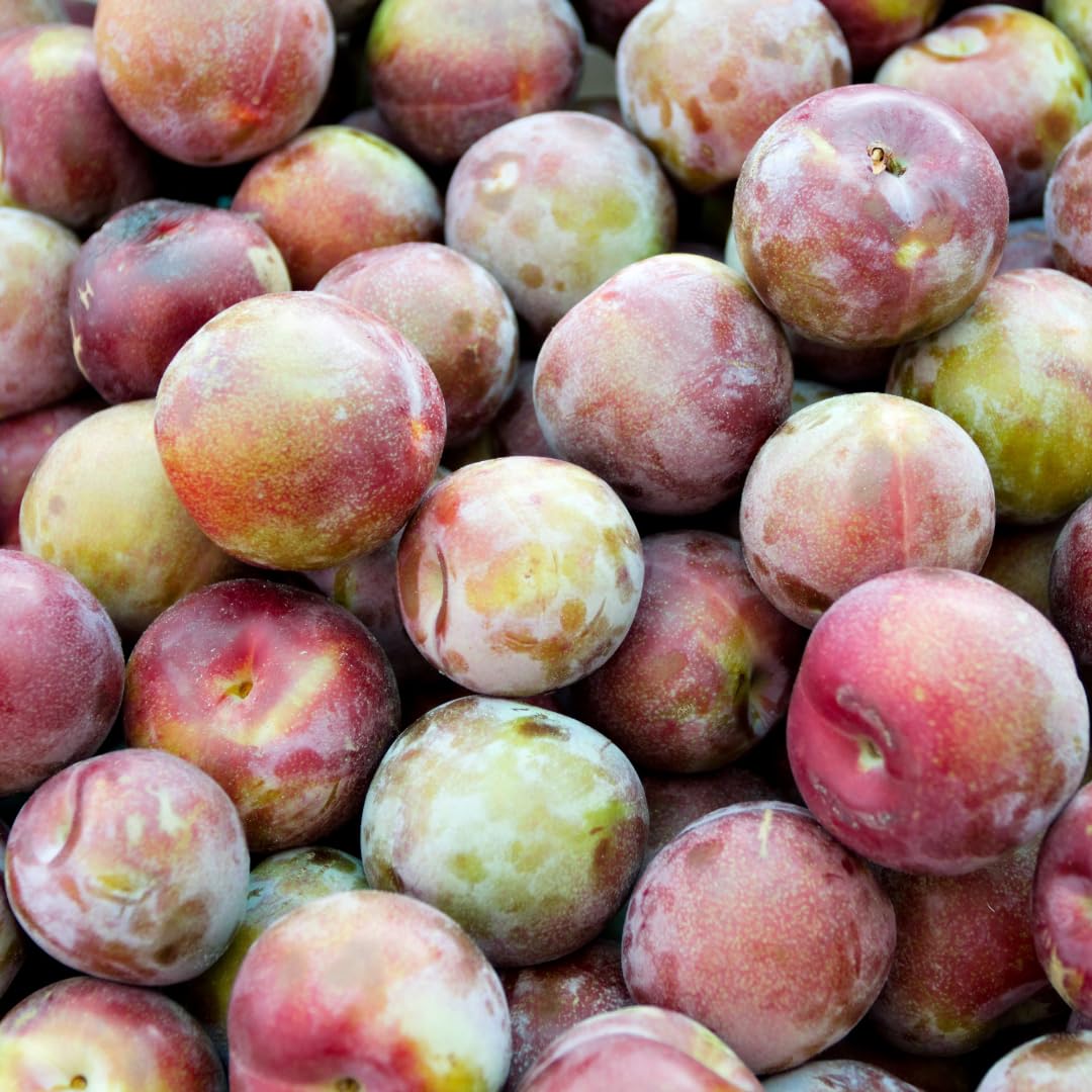 Live Flavor Pluot Tree Plant, Pluot Fruit Tree, Well Rooted, 1-2 Feet Tall in 3 Gallon Pot, for Outdoor Planting, No Ship to CA