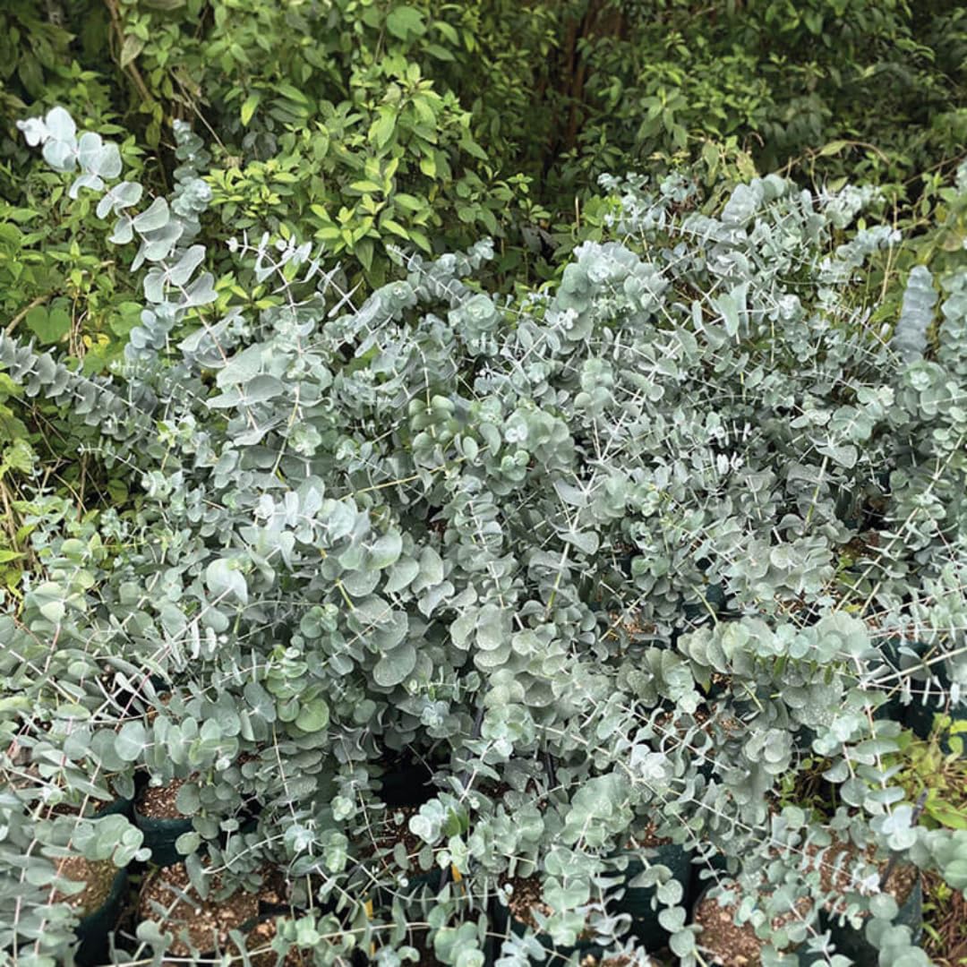 Combo 2 Baby Blue Eucalyptus Bush Plant Live Starter Plugs, 3 to 5 Inc Tall, No Pot, Eucalyptus Tree for Outdoor Planting, Fragrant, Zones 8-11