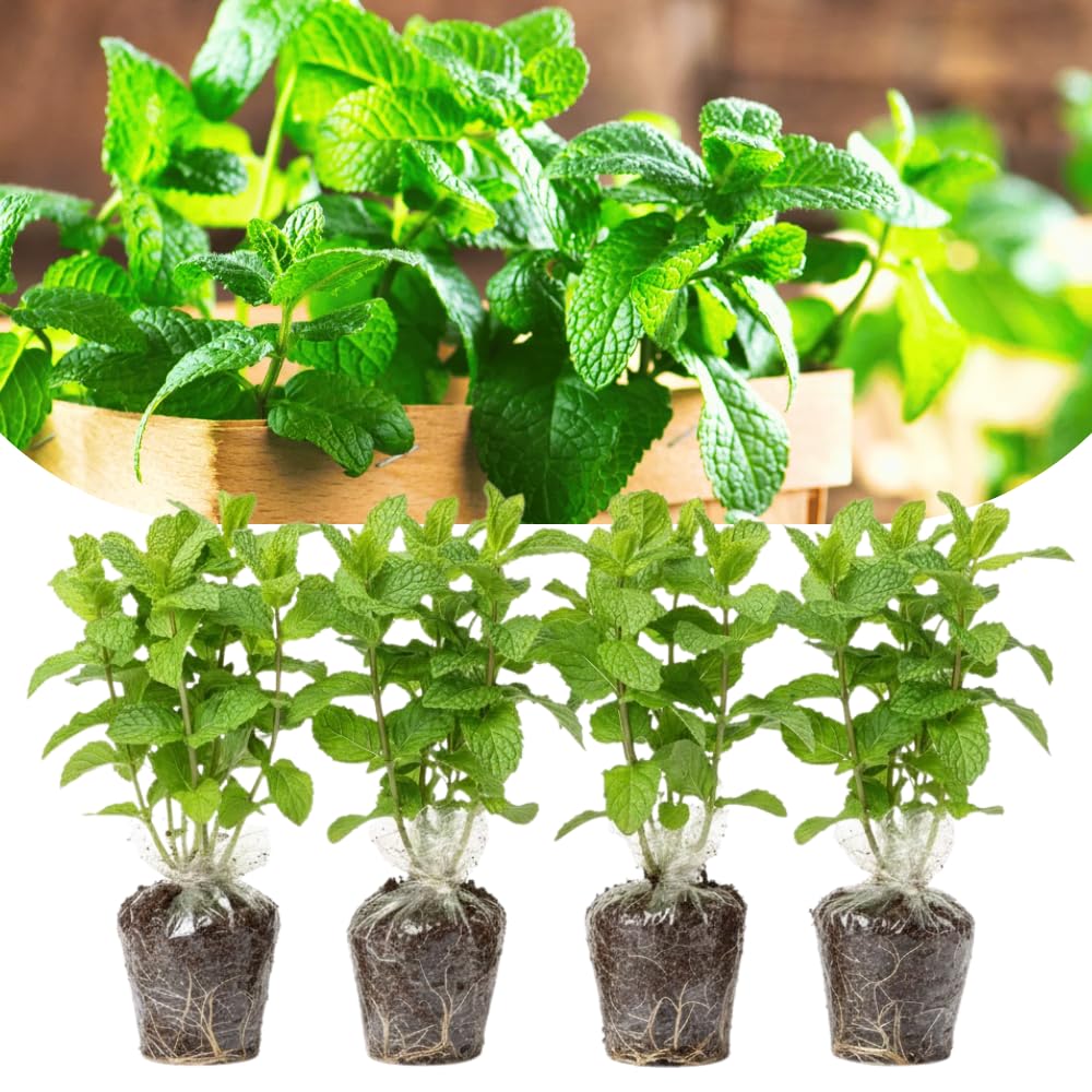 Set 4 Peppermint Plants Live, 4-6 Inches Tall, Culinary Herb for Indoor or Outdoor Planting