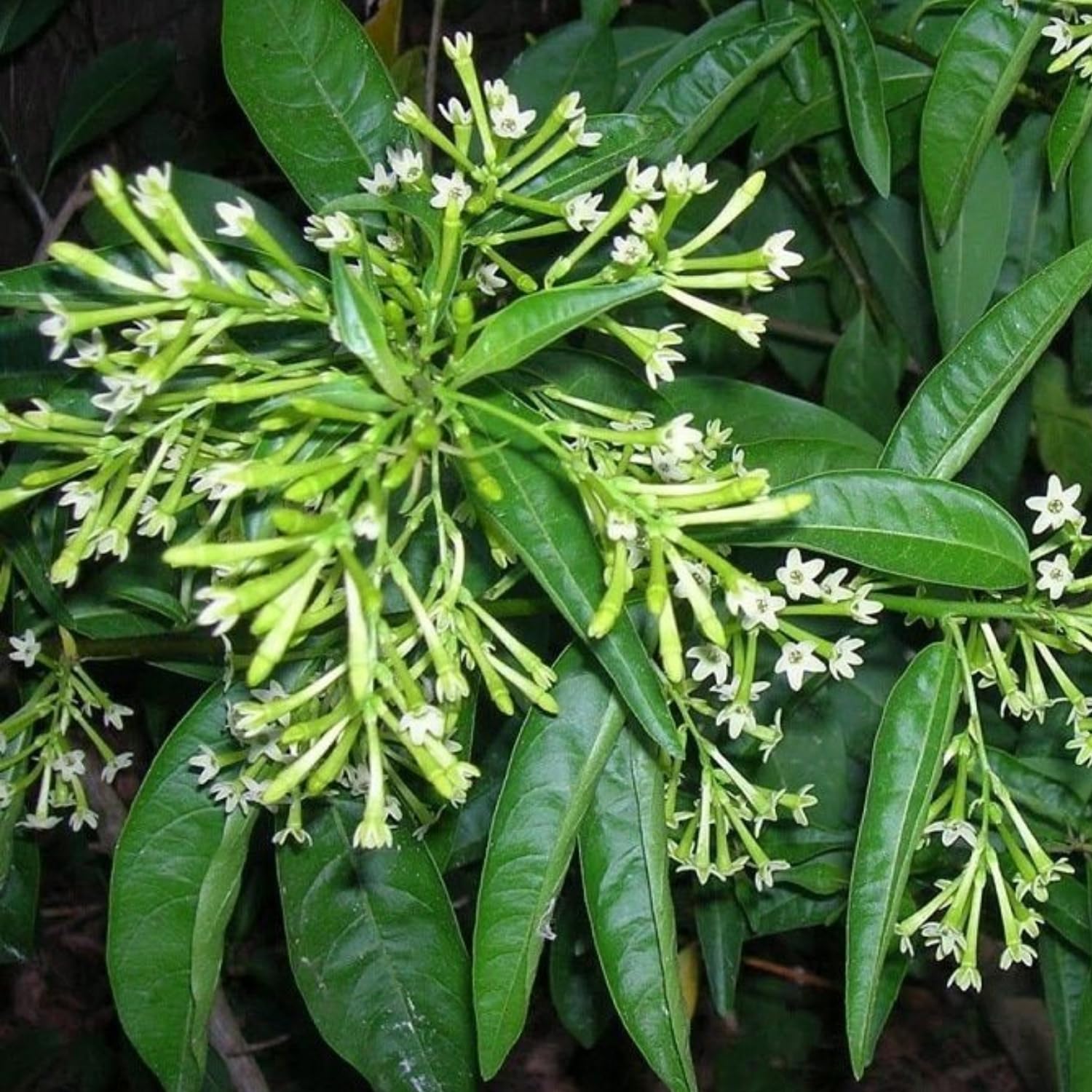 2 Night Blooming Jasmine Live Plants, 4-8'' Tall Fragrant Jasmine Flowers Plant Vine for Planting, White Flowering Starter Plant for Garden or Containers, Well Rooted to Grow