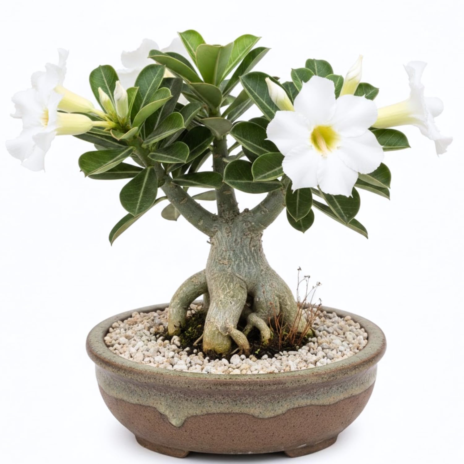 White Desert Rose Plant Live, Adenium Desert Rose Bushes Well Rooted, 4-7" Tall, Flowering Succulent Seedling