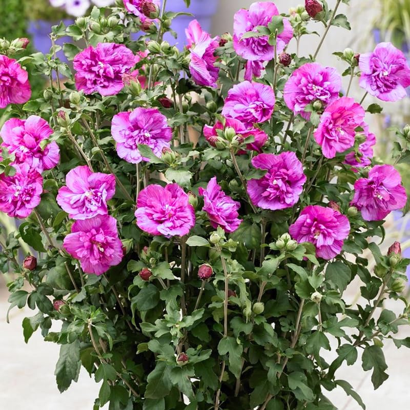 Pink Althea Rose of Sharon Tree Live Plant, 1 Year Old Dormant Seedling in Quart Pot, Hibiscus Syriacus for Outdoor Planting, Cold Hardy