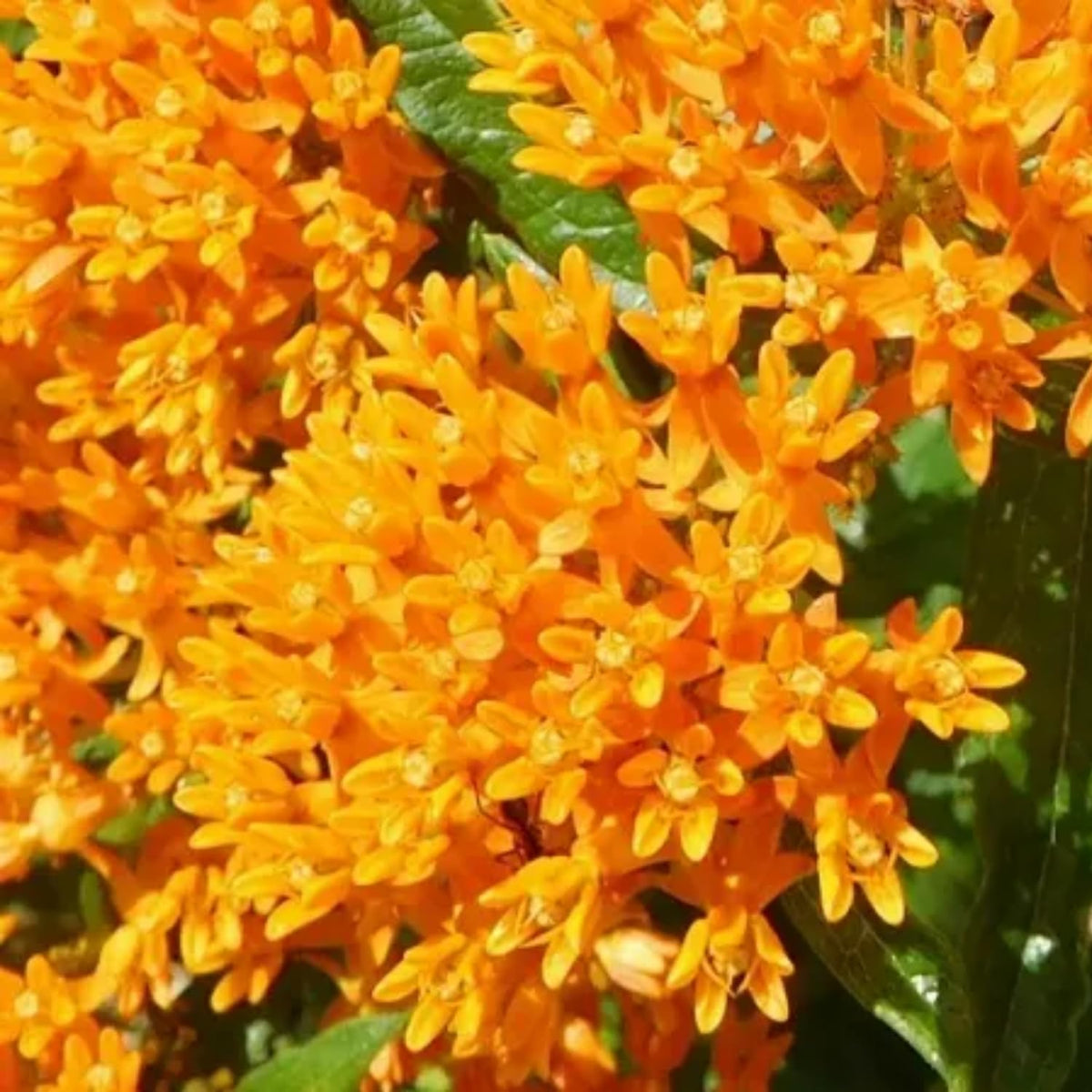 Milkweed Plants Live, 4 Orange Milkweed Live Plants, Asclepias Tuberosa Plants Flower Plant, 5 to 8 Inc Tall