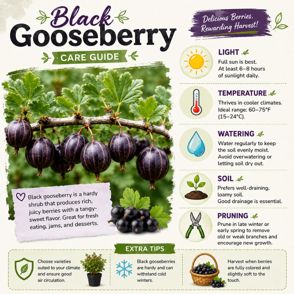 Black Gooseberry Plant Live, Gooseberry Bushes Live, 5-8 Inch Tall