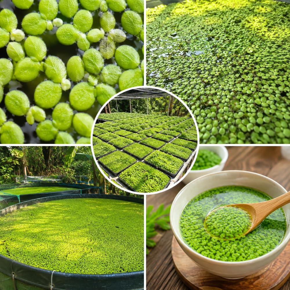 4000 Duckweed Aquatic Live Plant, Small Green Floating Freshwater Plant