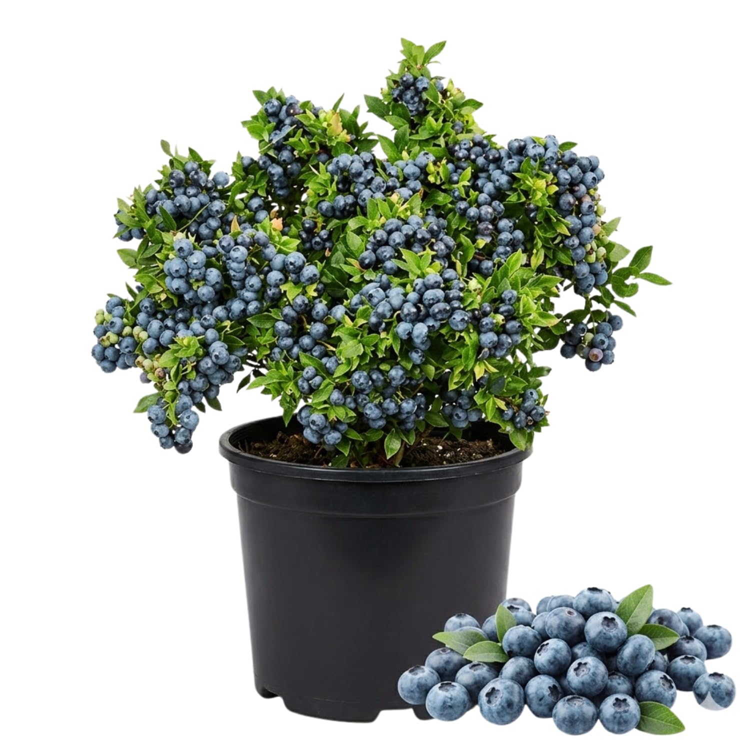 Blueberry Bushes Live Plant, Blueberry Plant, Blueberries Plants, 2-3 Feet Tall, Sweet Fruit Garden, No Ship to CA