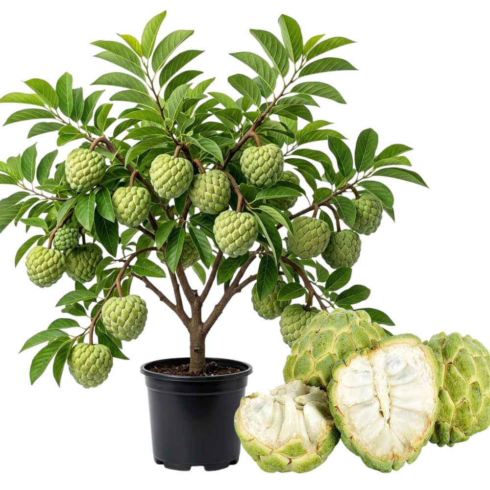 Apple Plant Live, Sweet Tropical Fruit, Sugar Apple Fruit Tree 2-3 Feet Tall in 3 Gallon Pot, Outdoor Planting, No Ship to CA (Green Sugar Apple)
