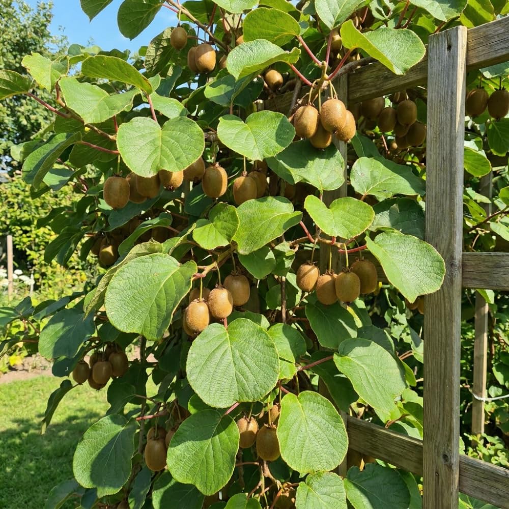 Female Hardy Kiwi Vine Live Plant, Trellis Fruit Vine Plant, 5-8 Inch Tall
