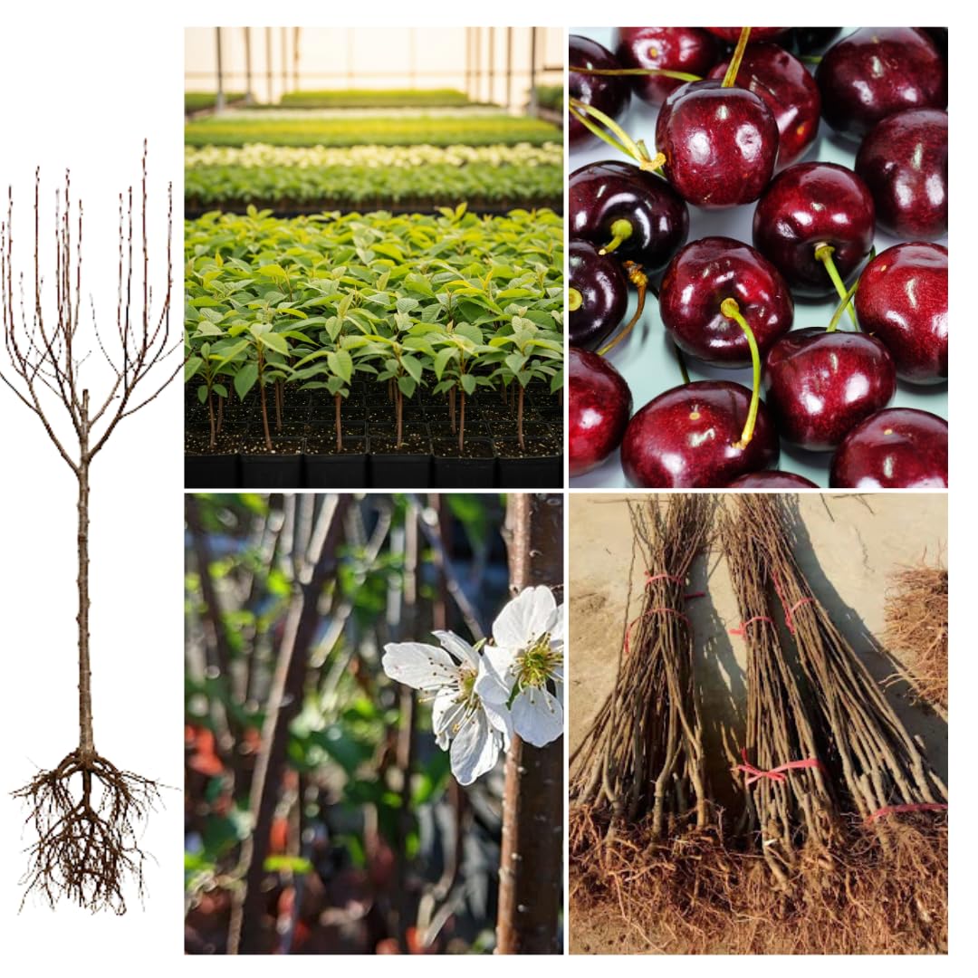 Black Cherry Tree Live Plant, 1-1.5 Feet Tall, Sweet Cherry Fruit Tree, Bareroots, Dormant, Cherries Plant for Outdoor Planting, Home Orchard