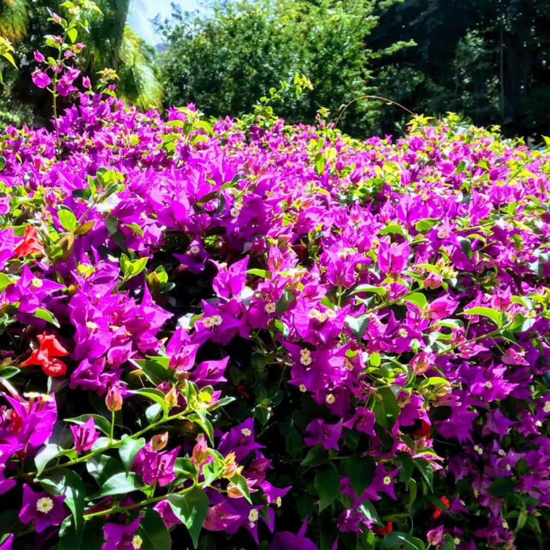 4 Bougainvillea Plants Live, Purple Bougainvillea Flower Plant, Live Bougainvillea Vine Plant for Gardening, 4 to 6 Inc Long