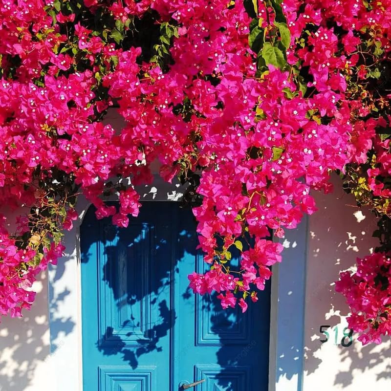 3 Pink Magenta Bougainvillea Plants Live, 4-8” Tall Well-Rooted Bougainvillea Vine Flower Plants, Tropical Climbing Plants, No Pot