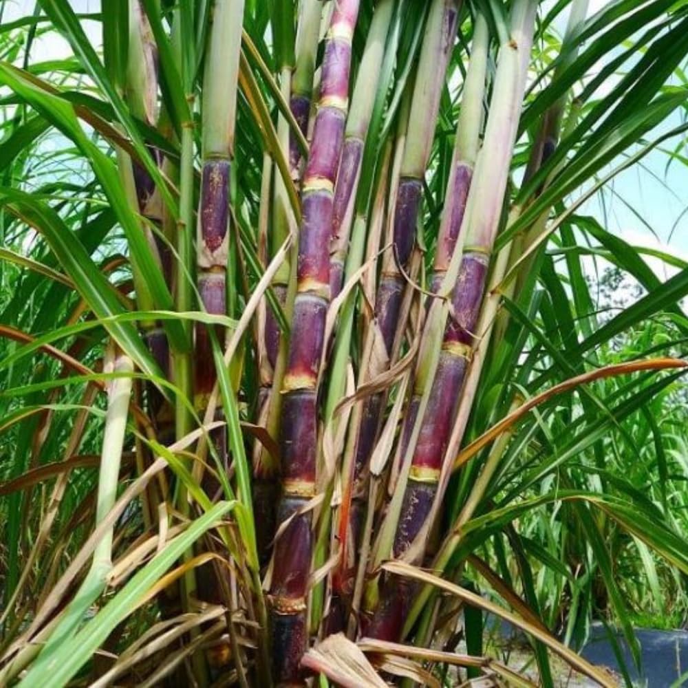 40 Purple Sugar Cane Plants Cuttings, 2–3 Node Sugar Cane Live for Spring Planting, Fast Growing Sweet Sugarcane Plants