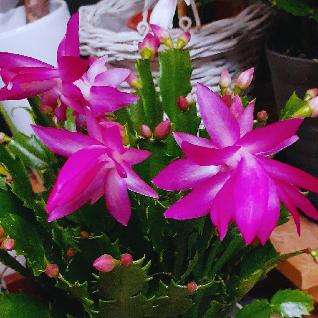 Christmas Cactus Plant Live, Holiday Cactus Live Plant, 4 to 6 Inc Tall, Hanging Baskets Houseplants, 4 Inc Potted, Gardening Indoor Outdoor (Pink)