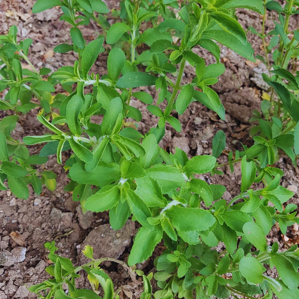 2 Stevia Plants Live, 4 to 6 Inches Tall, Stevia Mint Herb Plants Live Gardening Growing Indoor Outdoor