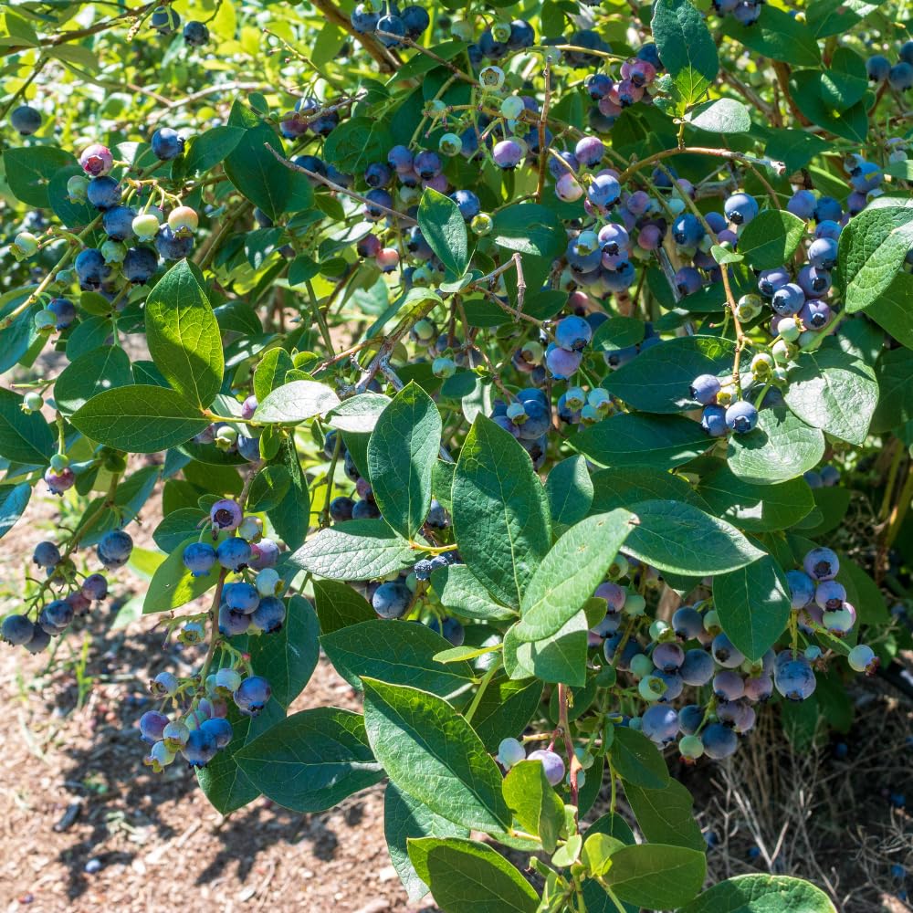 Blueberry Plant in 1 Gallon Pot, 1-2 Ft Tall Blueberry Fruit Bush, Sweet Edible Berry Plant, Outdoor Garden Shrub - Easy Grow Berry Plant, No Ship to CA