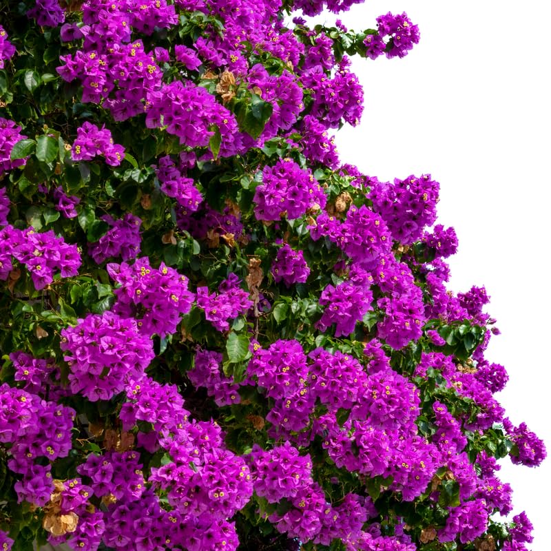 Set 2 Purple Bougainvillea Plants, 5-8" Tropical Bougainvillea Plant Starter, Colorful Perennial Blooms, Live Well Rooted Plant