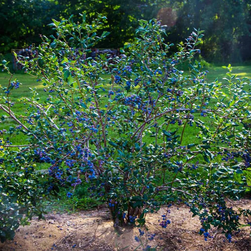 2 Blueberry Plants Live for Planting, 4-8 Inch Tall Well-Rooted, Hardy Blueberry Bush for Garden or Patio, High Yield (Sweet Blueberry)
