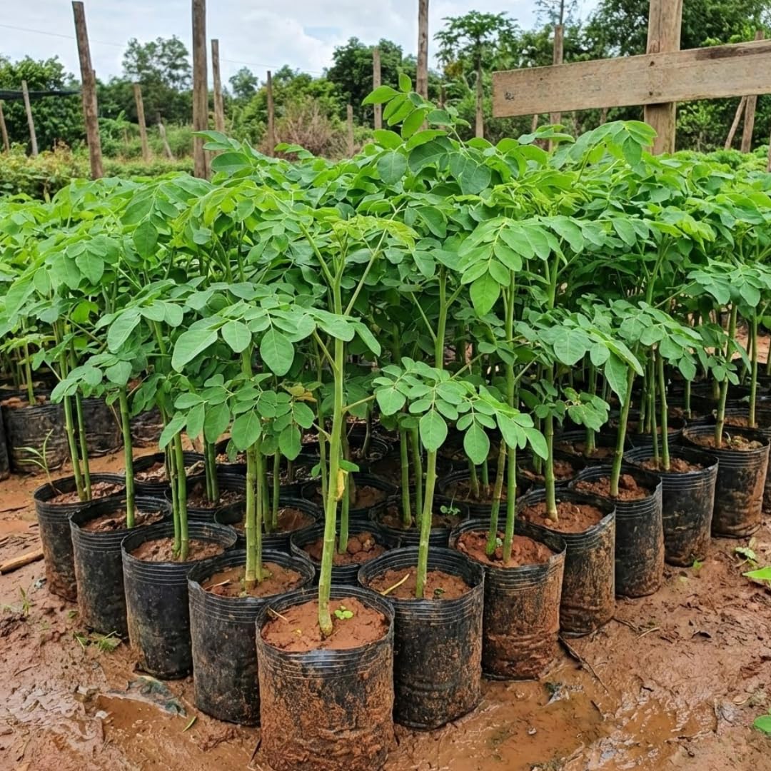 2 Feet Moringa Tree Live Plant in 1 Gallon Pot, 1 Years Old Seedling Moringa Oleifera, Hardy Drumstick Tree Ready to Grow