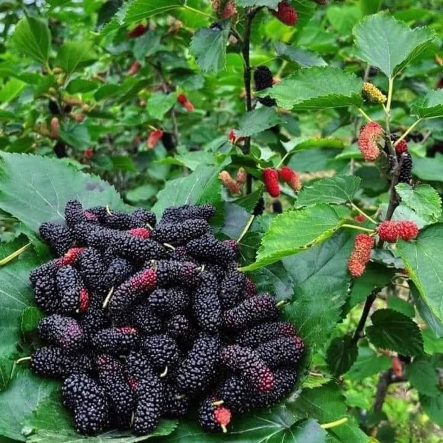 2-Pack Dwarf Mulberry Plants Live, Mulberry Fruit Trees, Hardy Mulberry Trees Live Plants, Mulberry Seedlings, 5-9 Inch Tall