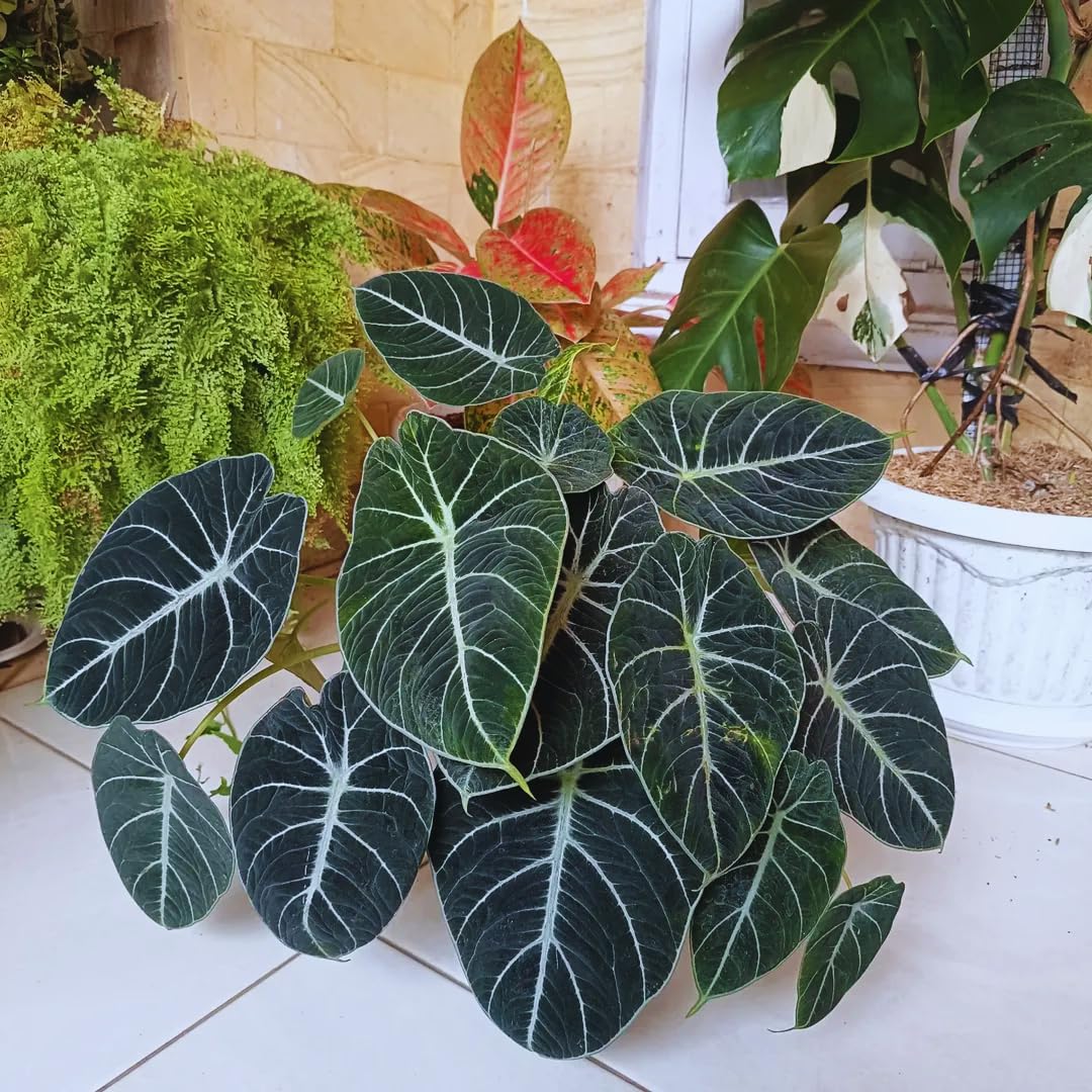 Black Velvet Alocasia Live Plant Houseplant, 4 to 7 Inc Tall, Alocasia Plant Live, Easy to Plant