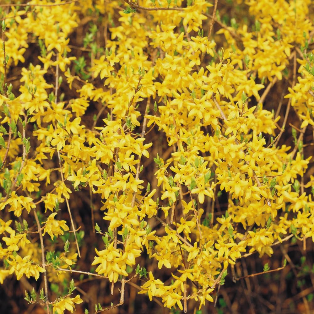 Spicebush Plant Live, Spicebush Berry Bush Live Plant in Quart Pot, 6 to 10 Inc Tall