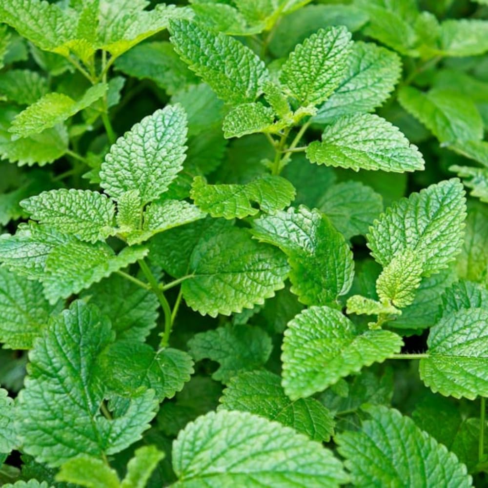Set 2 Lemon Balm Plants Live for Planting, 4-7" Tall, Lemon Balm Mint Herb Seedling, Well Rooted Starter Plants