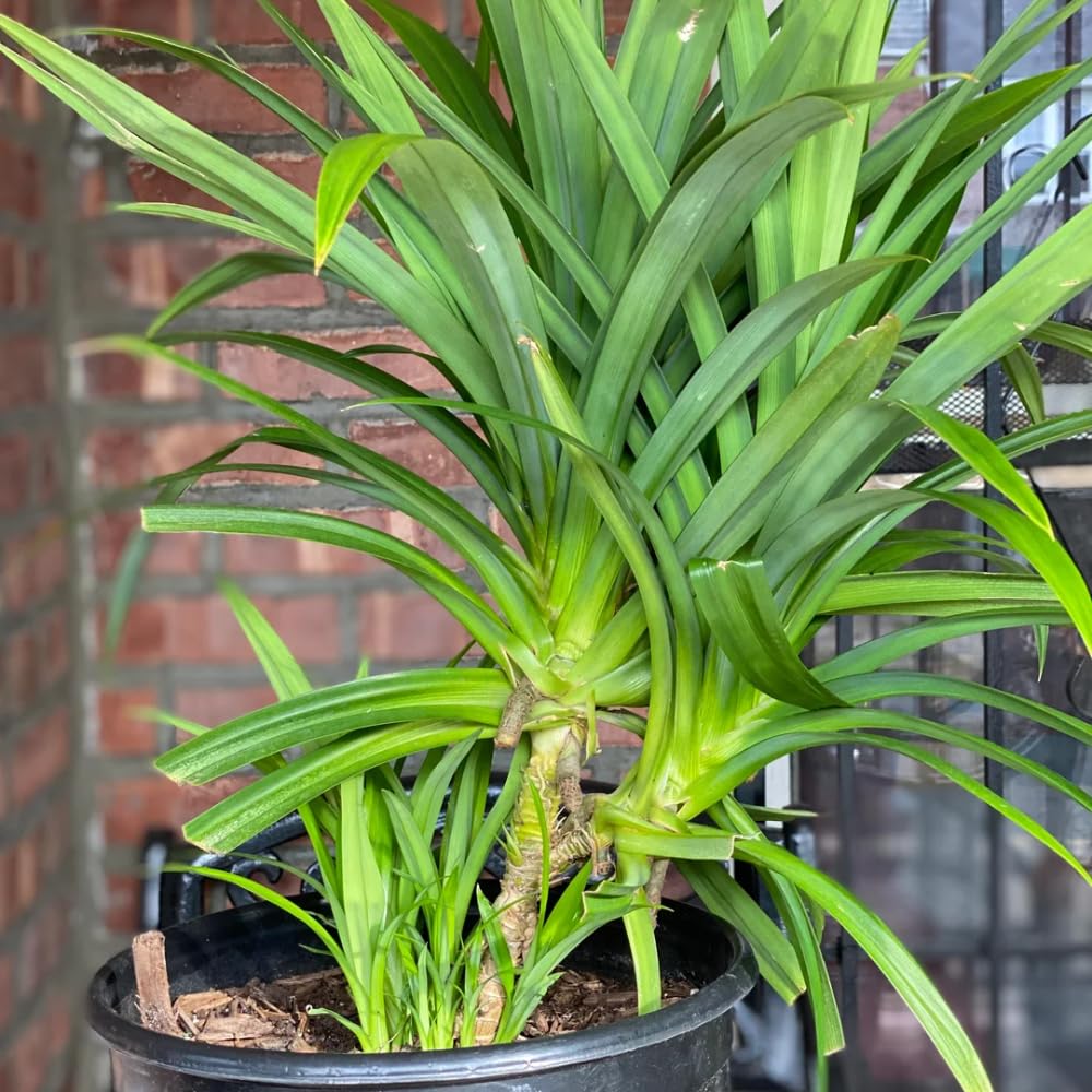2 Pandan Plants, Live Pandan Well Rooted, Indoor Outdoor Growing 5 Inches Tall