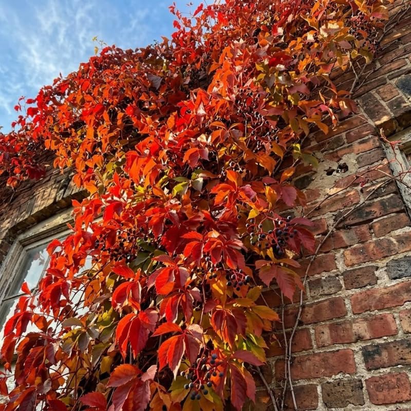 2 Red Ivy Virginia Creeper Live Plants, Climbing Vine, Starter Plant
