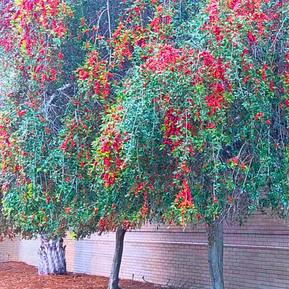 Weeping Yaupon Holly Live Plant, 4-8” Tall, Ornamental Holly Shrub for Landscaping