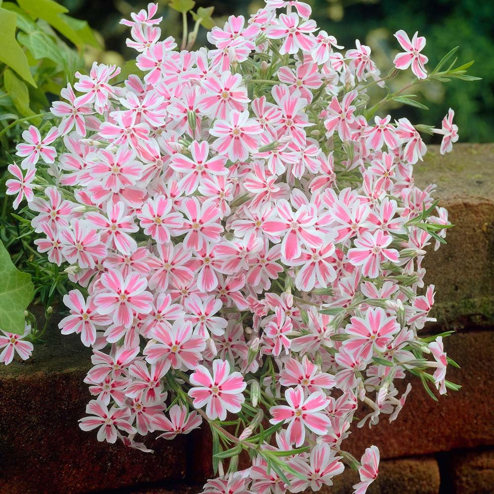 3 Pink White Creeping Phlox Plants Live Perennials, 4-6" Tall, Climbing Creeping Phlox Live Plant, Phlox Flowers Vine