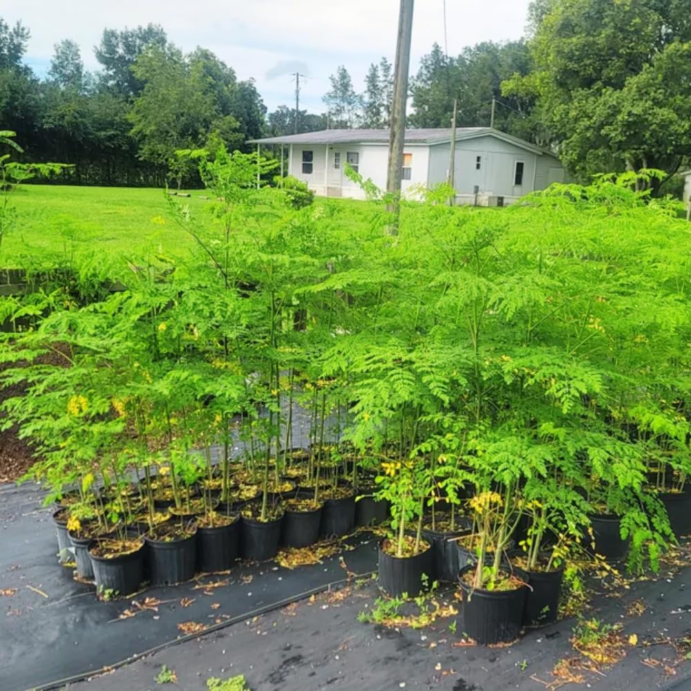 Moringa Oleifera Tree, Moringa Plant Live in 1 Gallon Pot, 1-2 Ft Tall, Well Rooted Drumstick Tree for Outdoor Growing, No Ship to CA