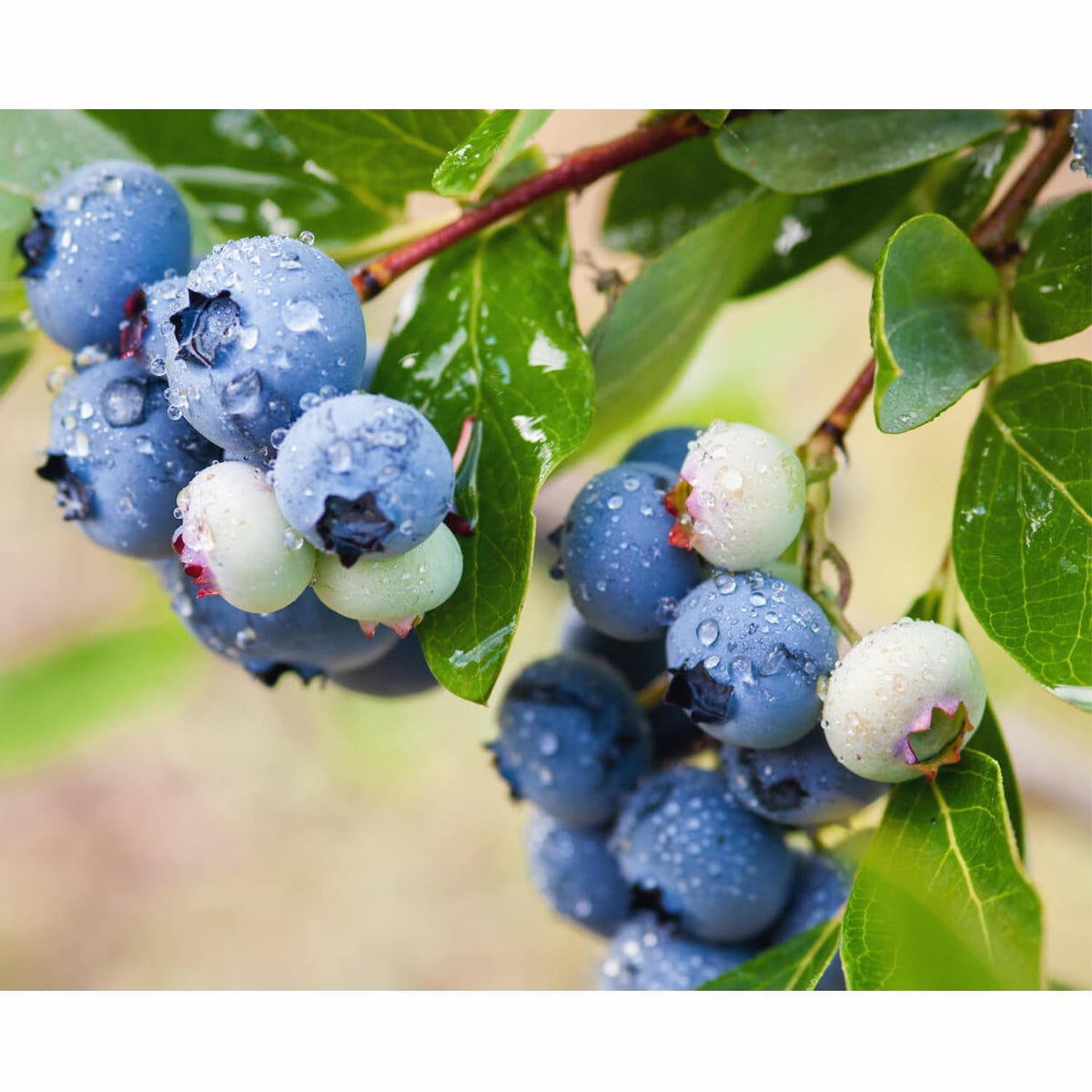Set 2 Blueberry Bushes Live Plants, Blueberry Plants Live for Planting, Blueberry Fruit Trees, 5-9 Inch Tall (Sharpblue Blueberry)