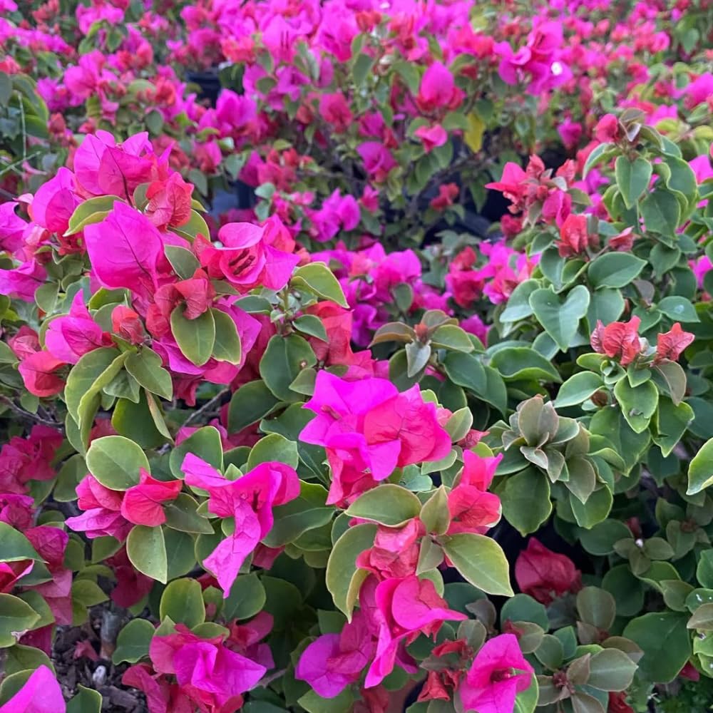 Set of 2 Bougainvillea Plants, Tropical Flowering Bougainvillea, Colorful Perennial Blooms, 5-8 Inches Tall for Indoor or Outdoor Planting (Pink Bougainvillea)