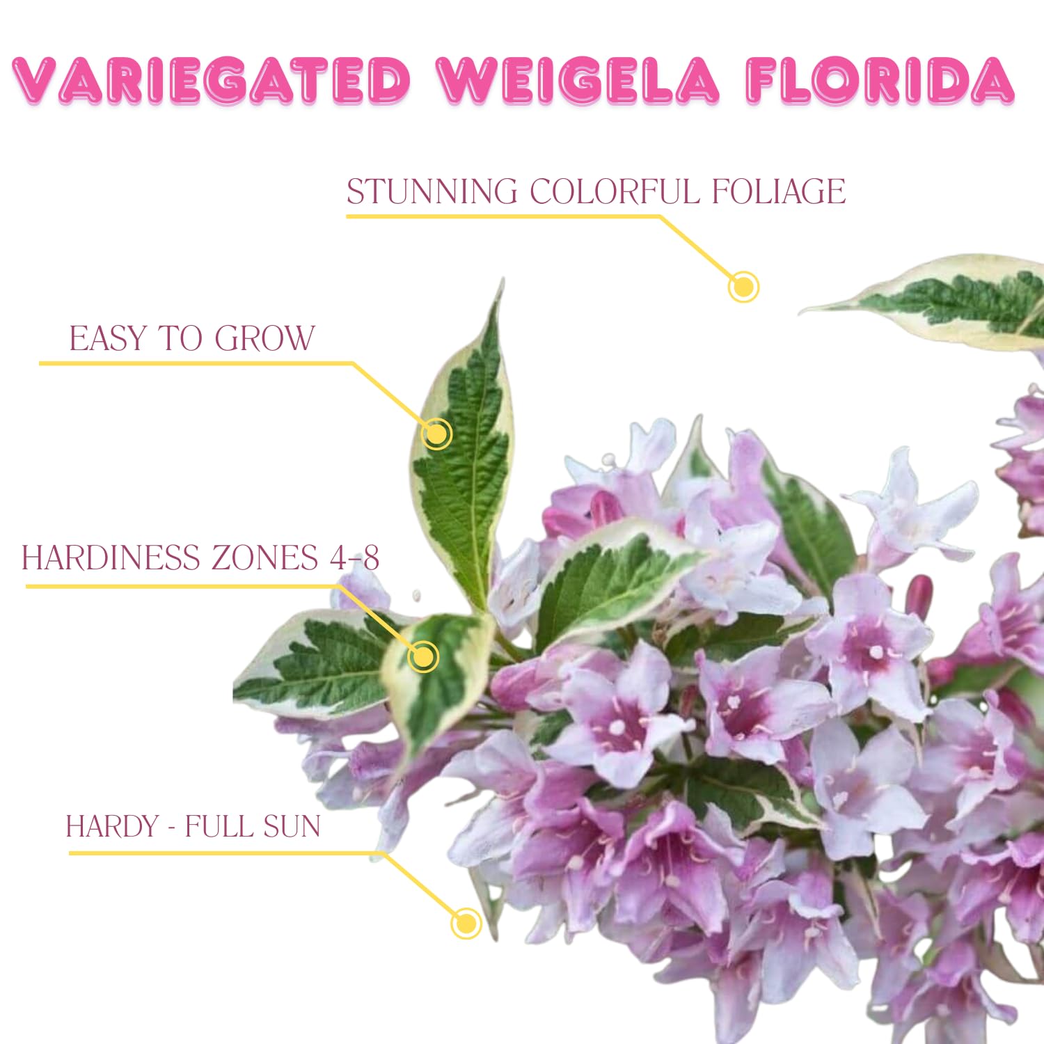 Variegated Weigela Live Plant Blooming Shrub,1-2 Ft Hardy Dormant Perennial Flowering Bush for Garden Borders