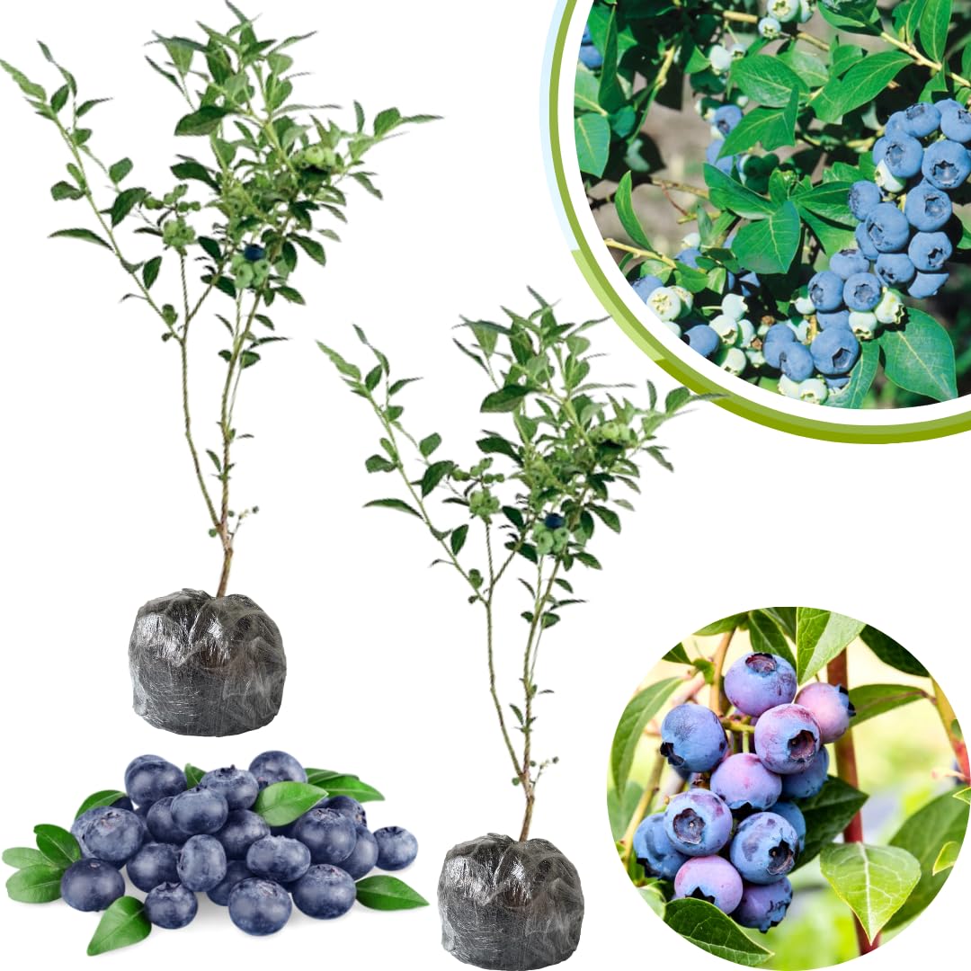 Set 2 Blueberry Bushes Live Plants, Blueberry Plants Live for Planting, Blueberry Fruit Trees, 5-9 Inch Tall (Legacy Blueberry)