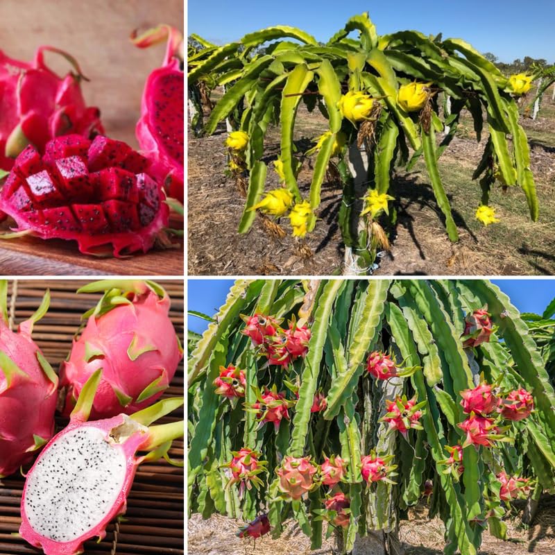 Set of 2 Mixed Dragon Fruit Plants Live, 4-8 Inches Tall, Tropical Cactus Live Plant, Dragonfruit Seedlings