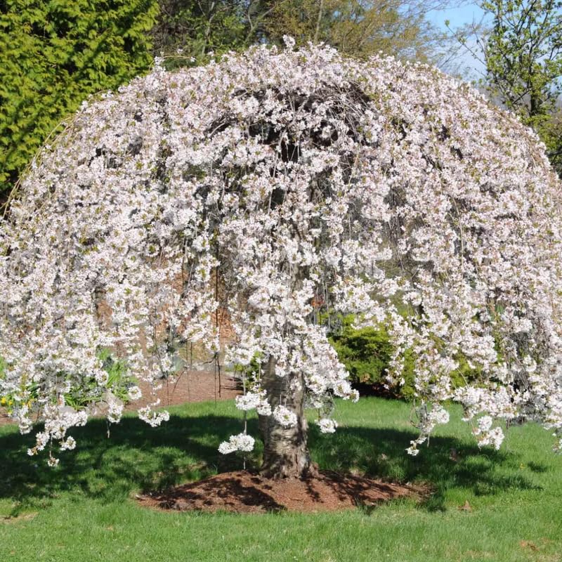 Live Cherry Blossoms Tree Plant, Weeping Yoshino Flowering Cherry Blossom in 2.5 Inches Pot, Dormant in Winter, Perennial Bloom, 9 Months Old Trees