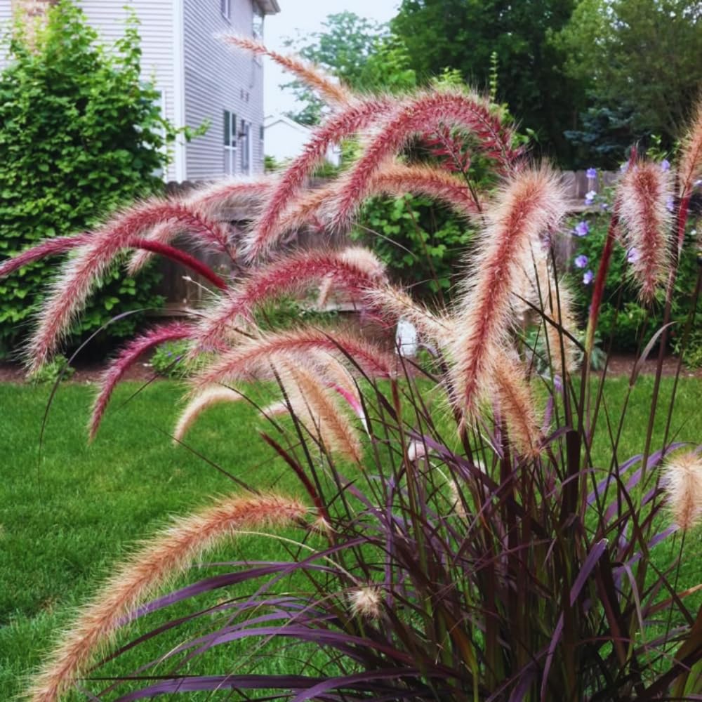 2 Purple Fountain Grass Plants Live, 5 to 7 Inches Tall, Ornamental Grass Plant for Growing Indoor Outdoor