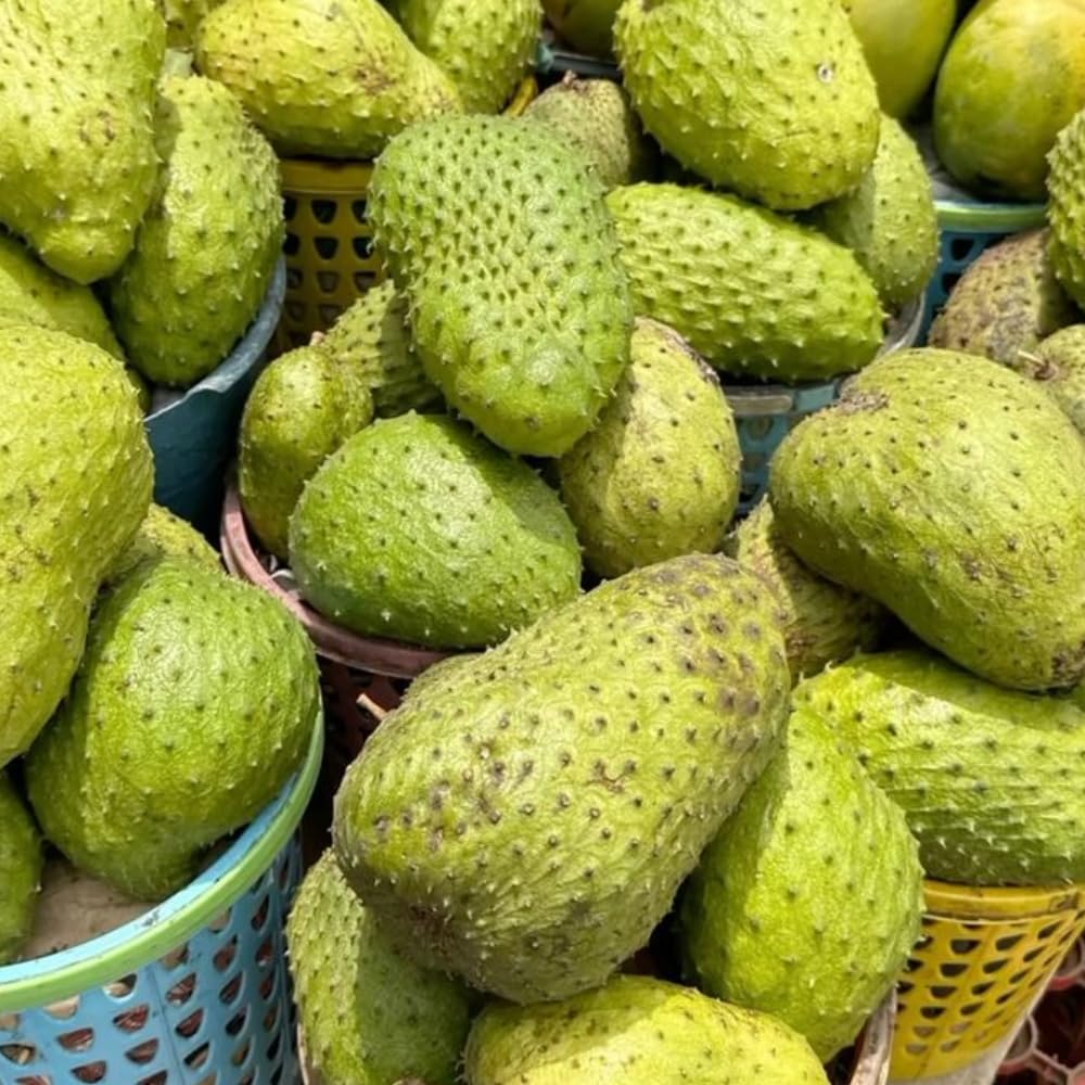 Soursop Tree Live Plant, Annona Muricata, Large Soursop Guanabana Tree in 3 Gallon Pot, 2 to 3 Feet Tall, Sweet Fruit Trees for Edible Garden, No Ship to CA
