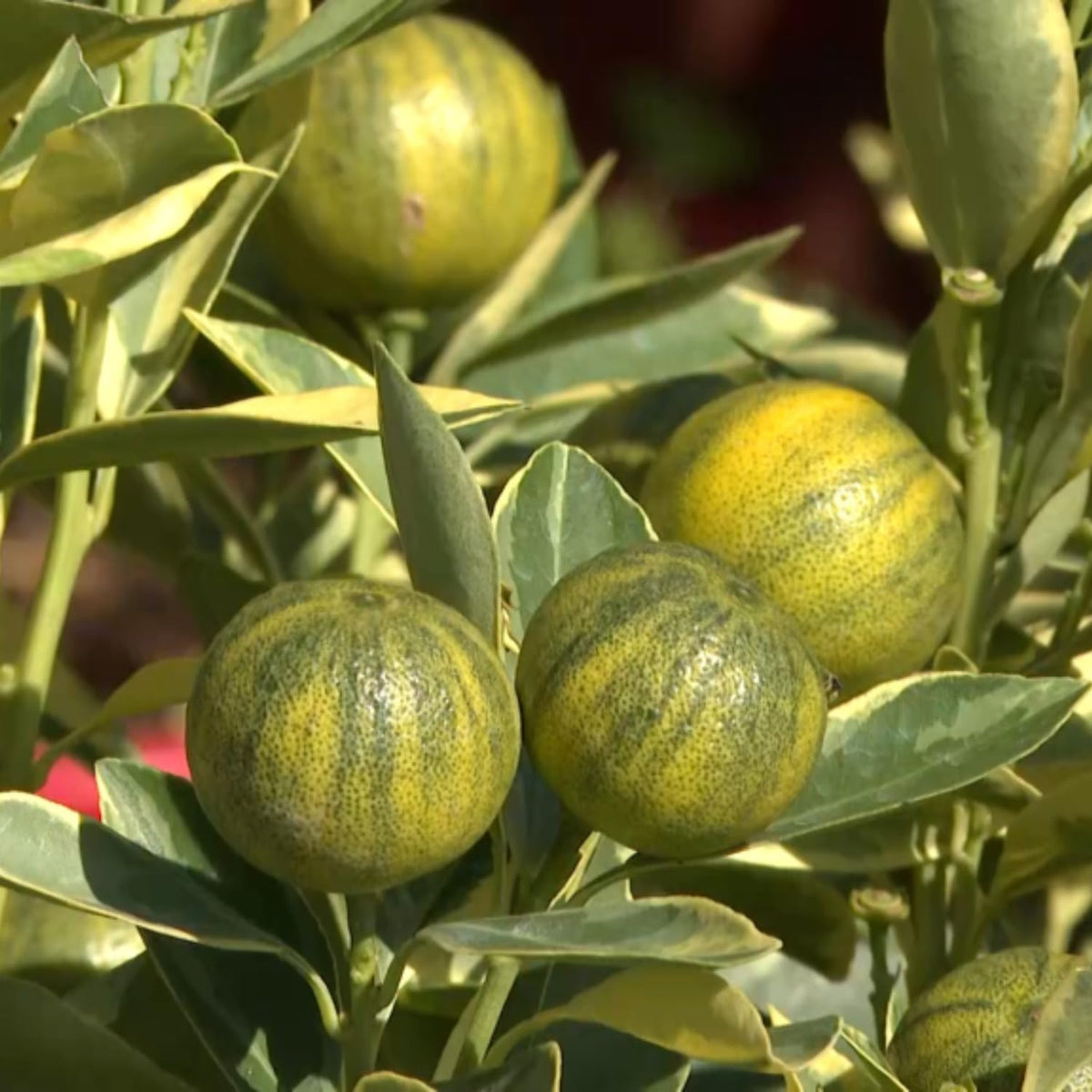 Variegated Kumquat Tree in 3 Gallon Pot, Kumquat Trees Live Plant Potted, Citrus Fruit Tree for Home Patio or Outdoor Planting