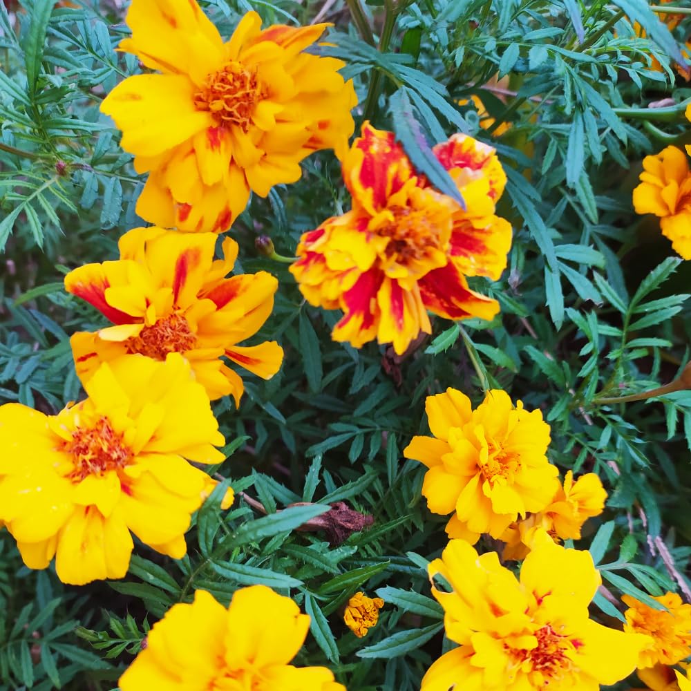 3 Orange Red Marigold Plants Live, 5 to 8 Inc Live Marigold Flower Plants
