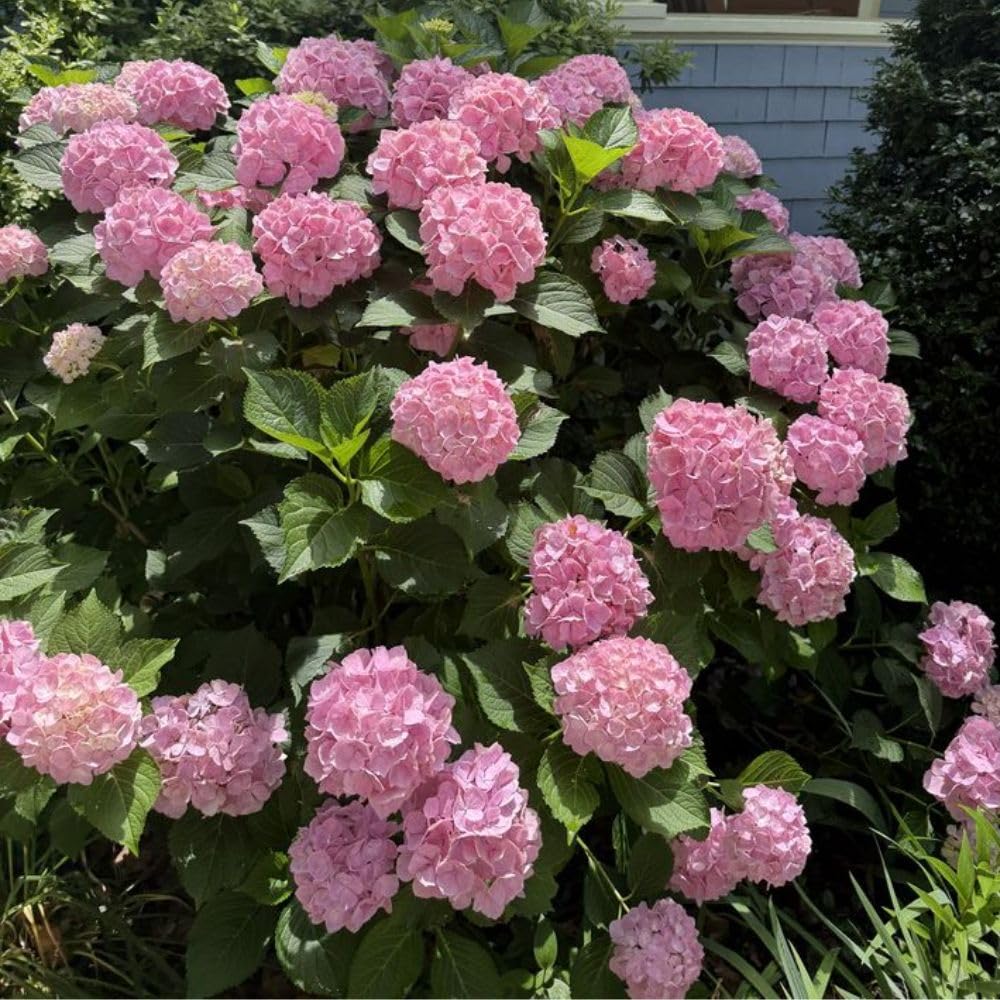 Pink Hydrangea Live Plant 1–1.5 ft Tall, Hydrangea Bush Plant, Outdoor Flowering Shrub, Garden Landscaping Plant, Hardy Perennial with Vibrant Pink Blooms, Bare Root